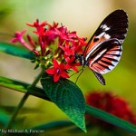 Мир бабочек (Butterfly World)